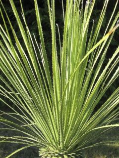 Dacylire à fines feuilles