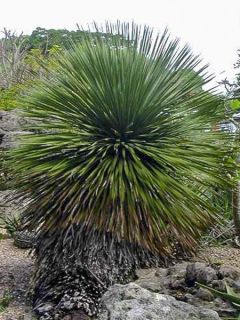 Dacylire à longues feuilles