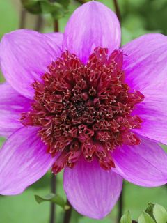 Dahlia Anémone Blue Bayou