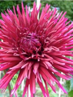 Dahlia cactus Spider 'Urchin'