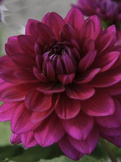 Dahlia décoratif 'Berner Oberland'