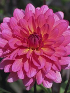 Dahlia Karma Fuchsiana - Dahlia décoratif nénuphar
