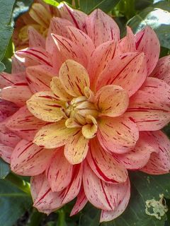 Dahlia décoratif 'Nonette'