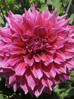 Dahlia géant décoratif 'Emory Paul' Dahlia géant décoratif 'Emory Paul'