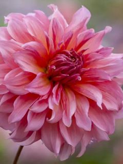 Dahlia géant décoratif 'Islander' Dahlia géant décoratif 'Islander'