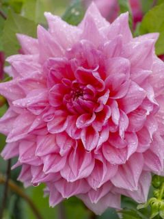 Dahlia géant décoratif 'Otto's Thrill' Dahlia géant décoratif 'Otto's Thrill'