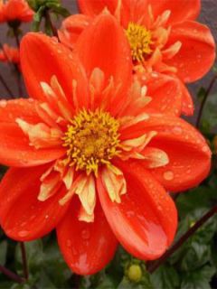 Dahlia Gpe à collerette 'Alstergrüss' Dahlia Gpe à collerette 'Alstergrüss'