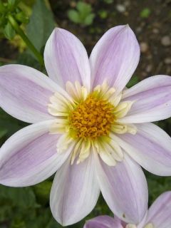 Dahlia Gpe à collerette 'Impression Famoso' Dahlia Gpe à collerette 'Impression Famoso'