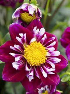 Dahlia Gpe à collerette 'Impression Fantastico' Dahlia Gpe à collerette 'Impression Fantastico'