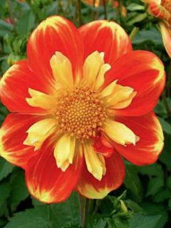 Dahlia Gpe à collerette 'Pooh'