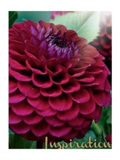 Dahlia mini-balles Babette
