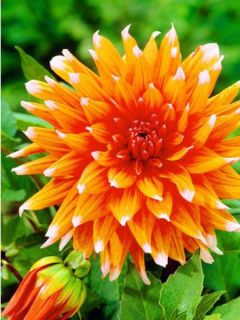 Dahlia Color Spectacle