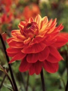 Dahlia Gpe Cactus 'Kees Verkade'