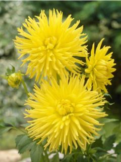 Dahlia gpe cactus  'Kennemerland'
