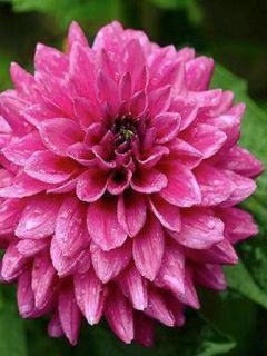 Dahlia Claudette - Dahlia Groupe Cactus nain