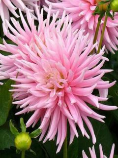 Dahlia Gpe Cactus nain 'Park Princess'