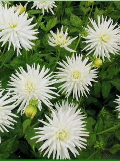 Dahlia Gpe Cactus nain 'Playa Blanca'
