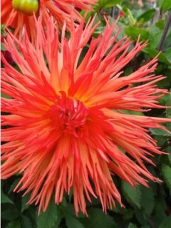 Dahlia Semi-Cactus Mel's Orange Marmalade