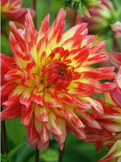Dahlia Oiseau de Feu