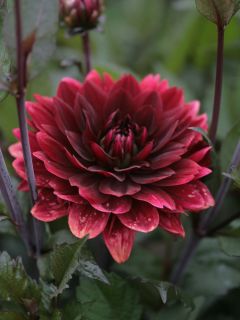 Dahlia décoratif After Dusk