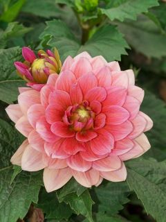 Dahlia Gpe décoratif 'Berliner Kleene'