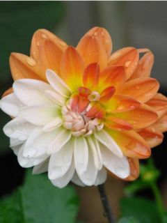 Dahlia Décoratif Coup de Soleil