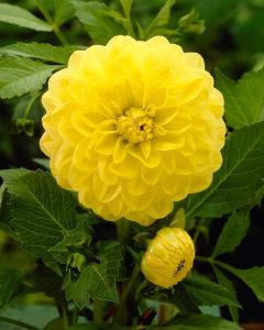 Dahlia Gpe décoratif 'Glory of Heemstede'