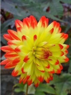 Dahlia semi-cactus Isadora