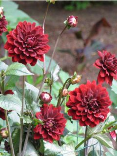 Dahlia Gpe décoratif ''Karma Choc''