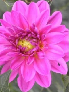 Dahlia Gpe décoratif 'Onesta'