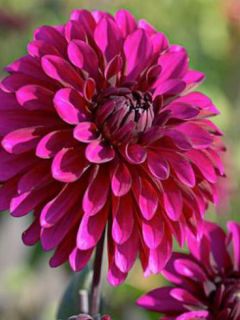 Dahlia Gpe décoratif 'Purple Flame'