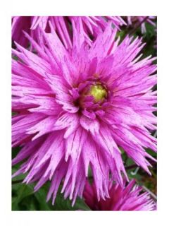 Dahlia gpe dentelle 'Striped Ambition'