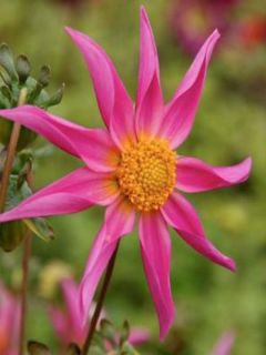 Dahlia Gpe fleurs simples 'Mon Ange'