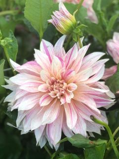 Dahlia Gpe Géant décoratif 'Café au Lait Twist' Dahlia Gpe Géant décoratif 'Café au Lait Twist'