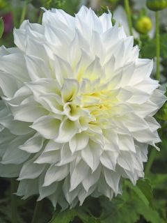 Dahlia Gpe Géant décoratif 'Fleurel' Dahlia Gpe Géant décoratif 'Fleurel'