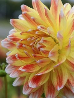 Dahlia Gpe Géant décoratif 'Peaches and Cream' Dahlia Gpe Géant décoratif 'Peaches and Cream'