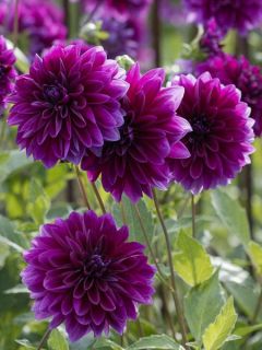 Dahlia Gpe Géant décoratif 'Thomas A. Edison'