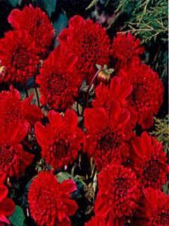 Dahlia Gpe Nains alvéolés 'Inca'