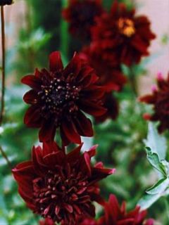 Dahlia Gpe Nains doubles 'Soulman' Dahlia Gpe Nains doubles 'Soulman'