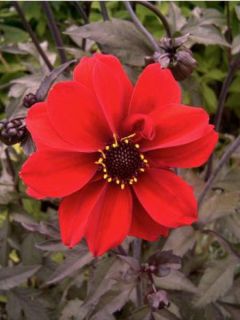 Dahlia Bishop of Llandaff Dahlia Bishop of Llandaff