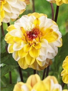 Dahlia gpe pompom ''Double Jill''