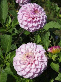 Dahlia gpe pompom ''Genova''