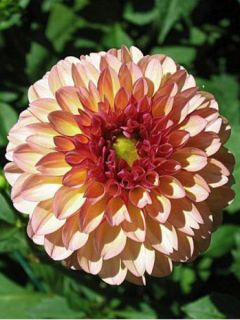 Dahlia pompon Palmares
