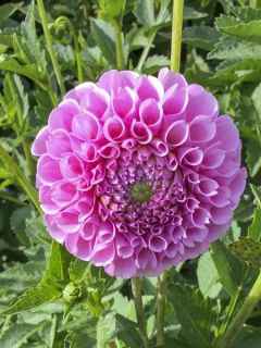 Dahlia Gpe Pompon 'Stolze von Berlin'
