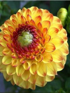 Dahlia Gpe Pompon 'Sunny Boy'