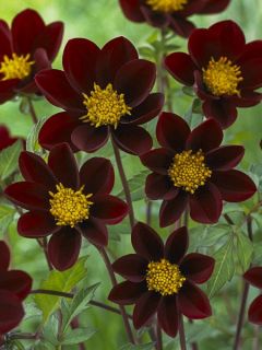 Dahlia 'Mexican Star' Dahlia 'Mexican Star'