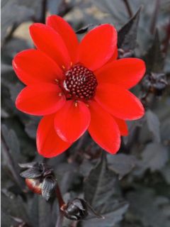 Dahlia nain Pulp Fiction