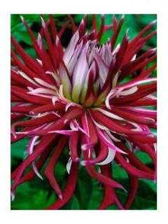 Dahlia cactus Hollyhill Spider Woman