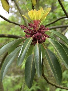 Daphniphyllum macropodum