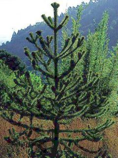 Désespoir des singes